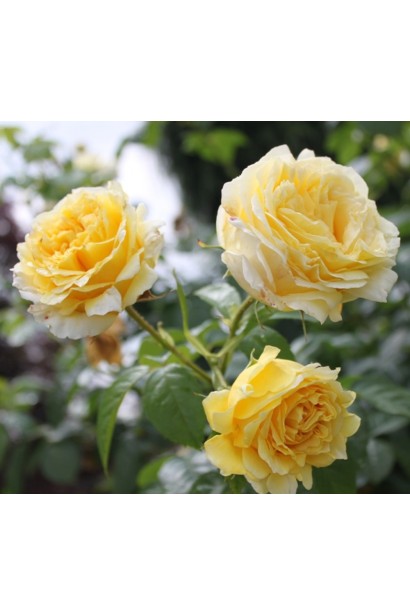 Рожево-малинова квітка троянди ‘Сірано де Бержерак’